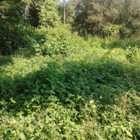  Residential Plot for Sale in Davorlim, Goa