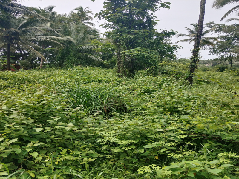  540 Sq. Meter Residential Plot for Sale in Chandor, Goa