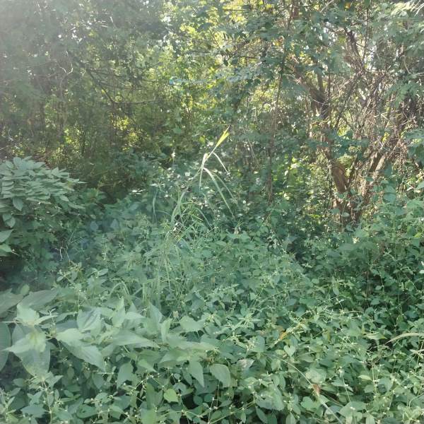  550 Sq. Meter Commercial Land for Sale in Nuvem, Goa