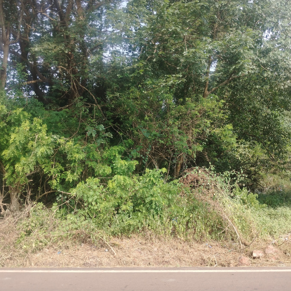  280 Sq. Meter Residential Plot for Sale in Margao, Goa