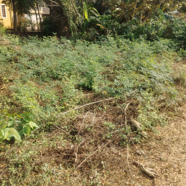  550 Sq. Meter Residential Plot for Sale in Paroda, Goa