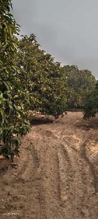 Agricultural Land for Sale in Hasanpur, Amroha