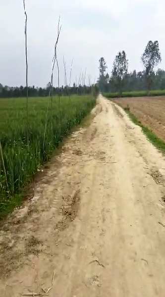 Agricultural Land 200 Bigha for Sale in Mirganj, Bareilly