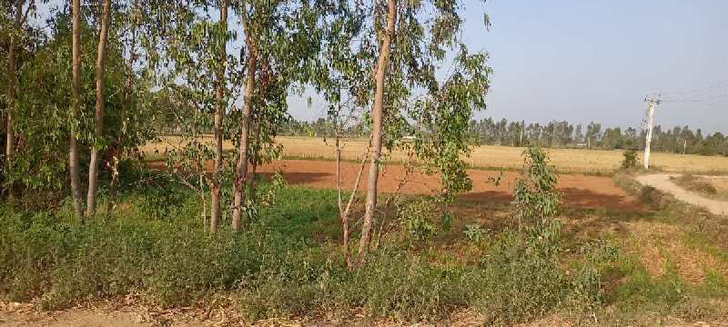 Agricultural Land 90 Bigha for Sale in Gajraula, Amroha