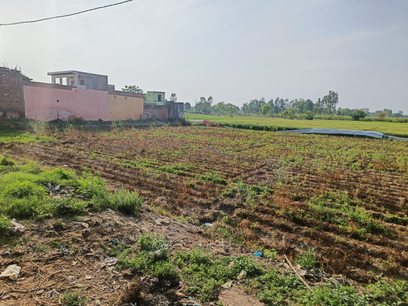 Agricultural Land 21 Bigha for Sale in Mufti Tola Moradabad,