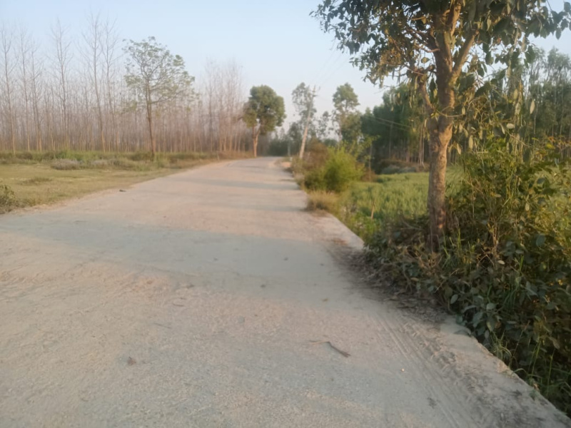  Agricultural Land 90 Bigha for Sale in Kanth Moradabad