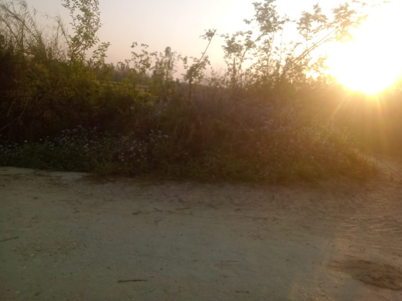  Agricultural Land 90 Bigha for Sale in Kanth Moradabad