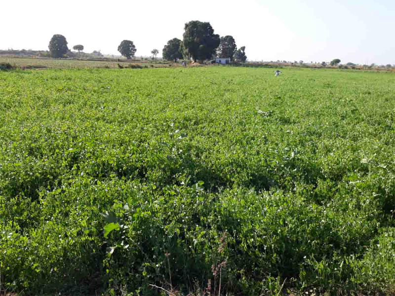  325 Bigha Agricultural/Farm Land for Sale in Mawana, Meerut