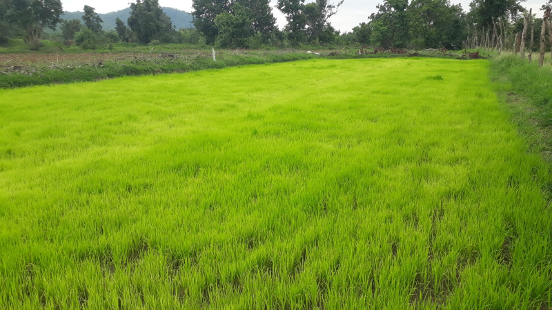  350 Bigha Agricultural/Farm Land for Sale in Rampur Road, Moradabad
