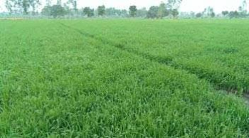  Agricultural Land for Sale in Patni Partapur, Shamli