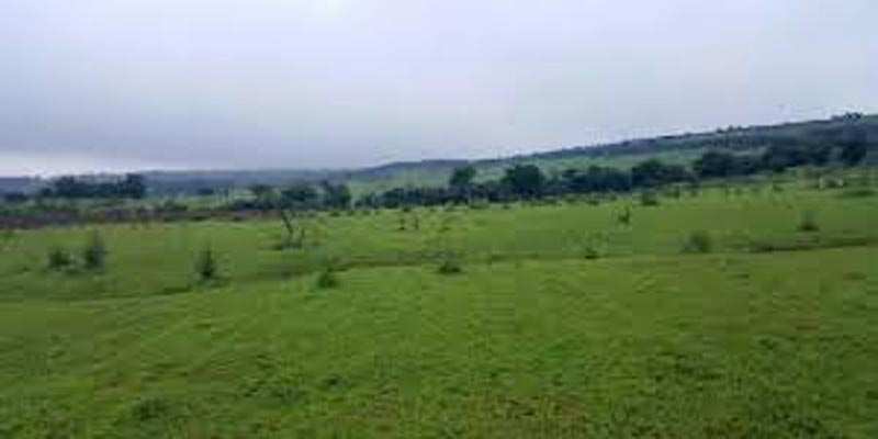 Agricultural Land 10 Bigha for Sale in Vidhyadhar Nagar, Jaipur