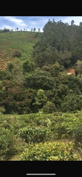  Agricultural Land 80 Cent for Sale in Manjoor, Nilgiris