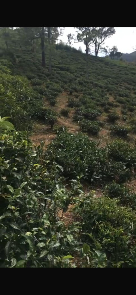 Agricultural Land 80 Cent for Sale in Manjoor, Nilgiris
