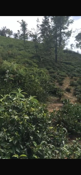  Agricultural Land 80 Cent for Sale in Manjoor, Nilgiris