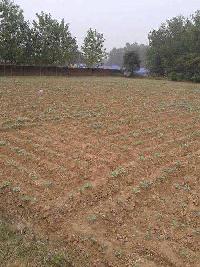  Agricultural Land for Sale in Sadaura, Yamunanagar