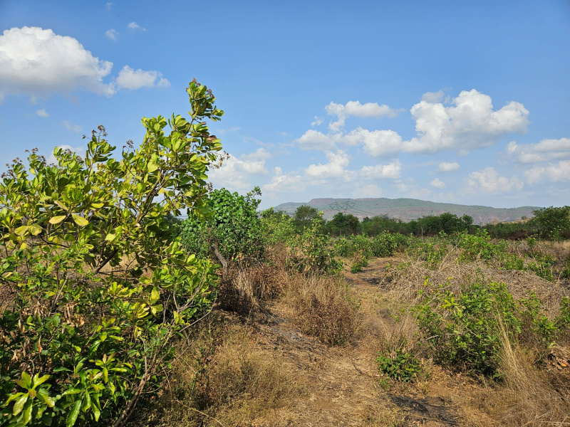  Agricultural Land 15 Acre for Sale in Mangaon, Raigad