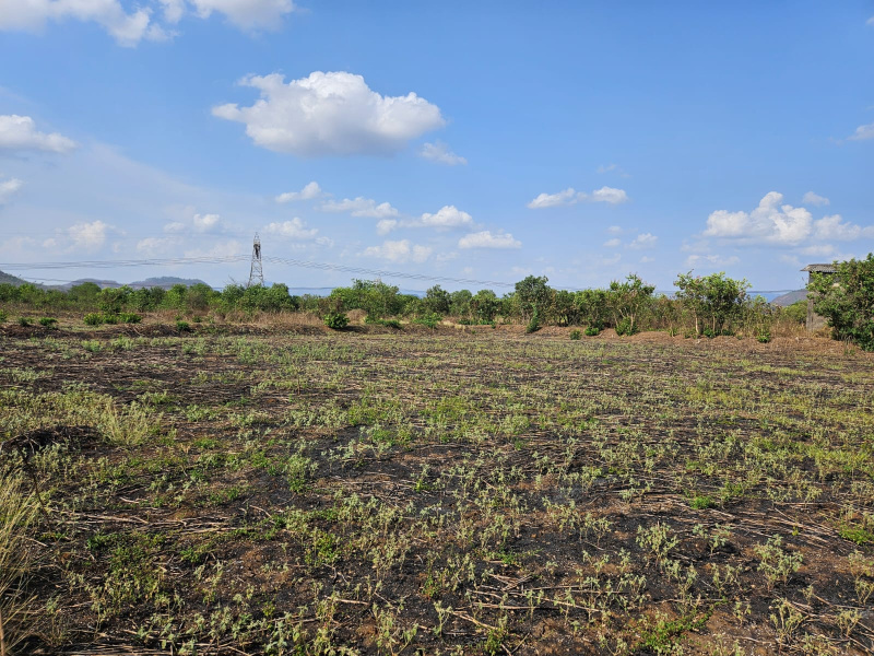  Agricultural Land 15 Acre for Sale in Mangaon, Raigad