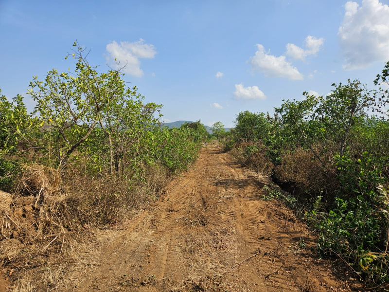  Agricultural Land 15 Acre for Sale in Mangaon, Raigad