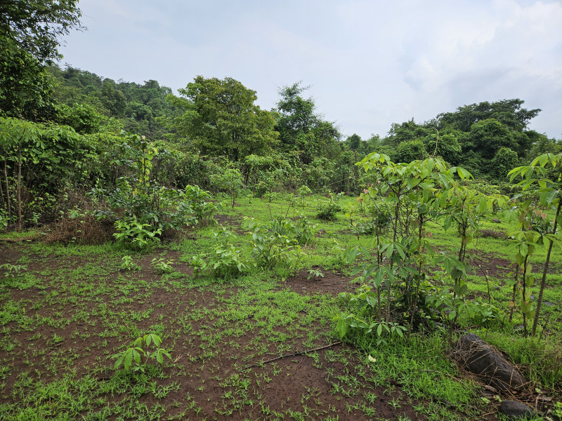  Agricultural Land 20 Acre for Sale in Mangaon, Raigad