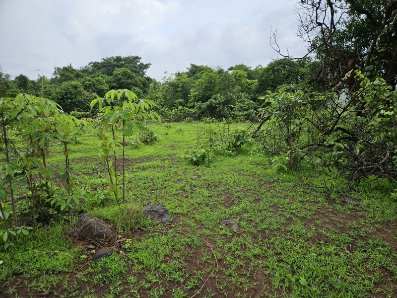 Agricultural Land 20 Acre for Sale in Mangaon, Raigad