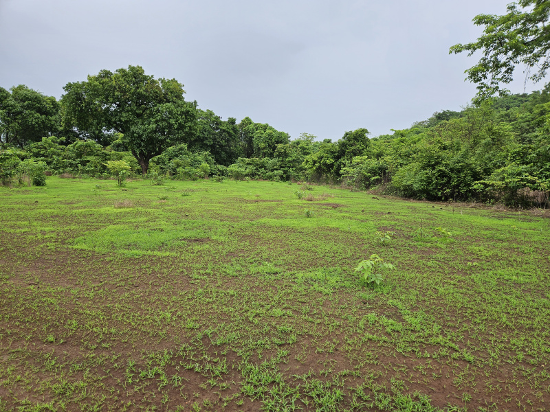  Agricultural Land 20 Acre for Sale in Mangaon, Raigad