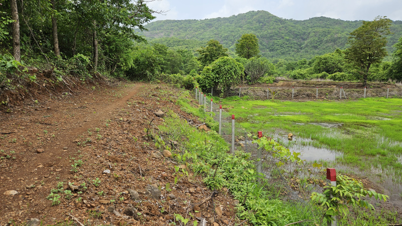  Agricultural Land 5000 Sq. Meter for Sale in Tala, Raigad