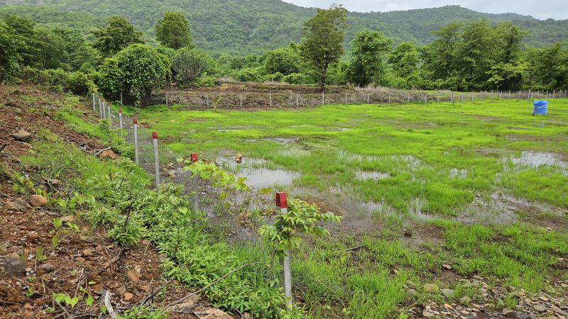  Agricultural Land 5000 Sq. Meter for Sale in Tala, Raigad