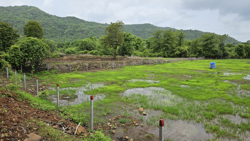  Agricultural Land 5000 Sq. Meter for Sale in Tala, Raigad