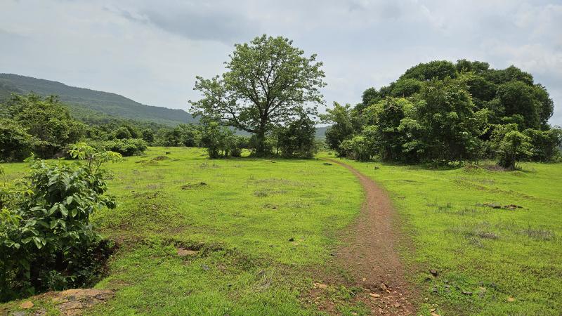  Agricultural Land 25 Acre for Sale in Mangaon, Raigad