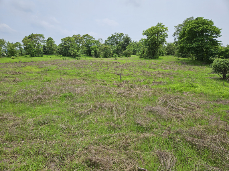  Agricultural Land 5000 Sq. Meter for Sale in Mangaon, Raigad