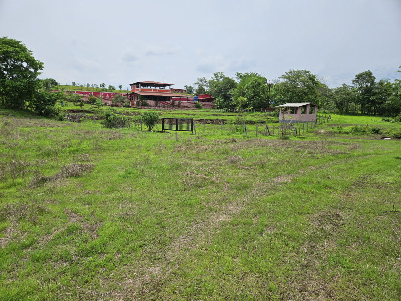  Agricultural Land 5000 Sq. Meter for Sale in Mangaon, Raigad