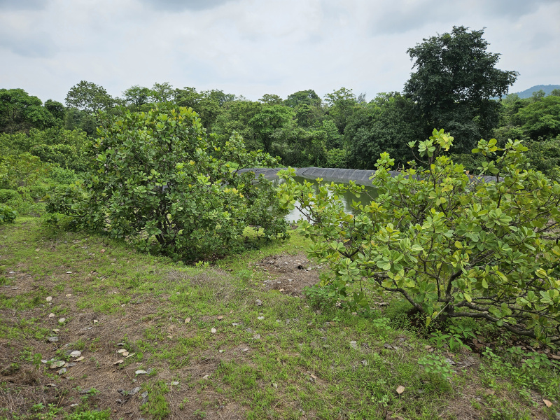 2 BHK Farm House 6 Acre for Sale in Mangaon, Raigad