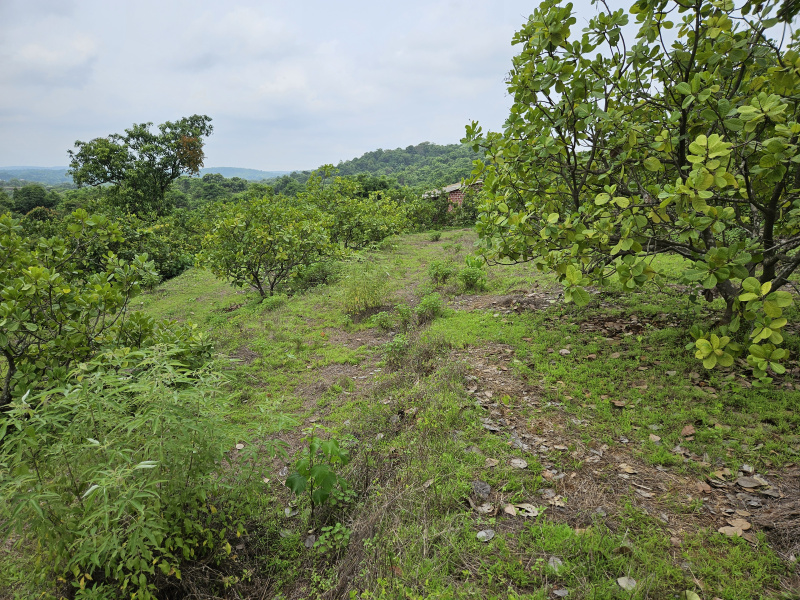 2 BHK Farm House 6 Acre for Sale in Mangaon, Raigad