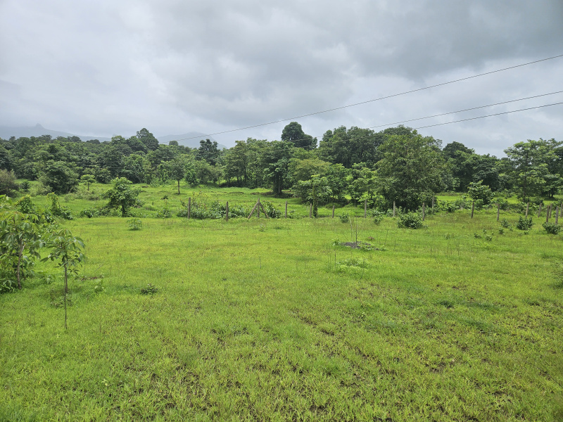  Agricultural Land 4 Acre for Sale in Mangaon, Raigad