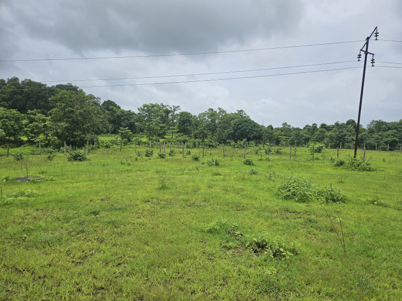  Agricultural Land 4 Acre for Sale in Mangaon, Raigad