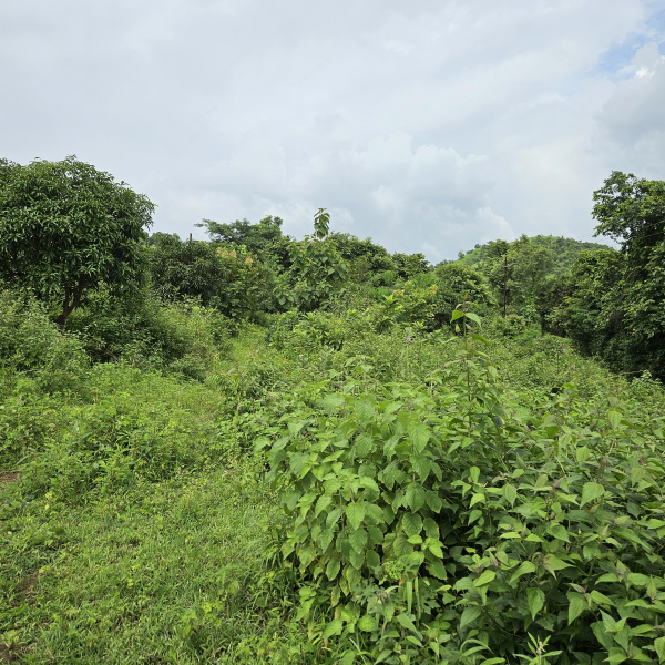  21000 Sq. Meter Agricultural/Farm Land for Sale in Mangaon, Raigad