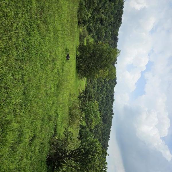  Agricultural Land 18 Acre for Sale in Tala, Raigad