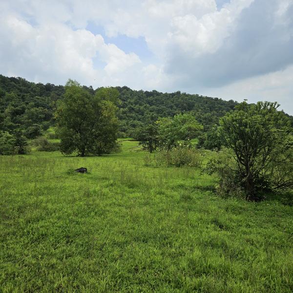  Agricultural Land 18 Acre for Sale in Tala, Raigad