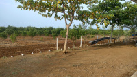  Agricultural Land for Sale in Katol, Nagpur