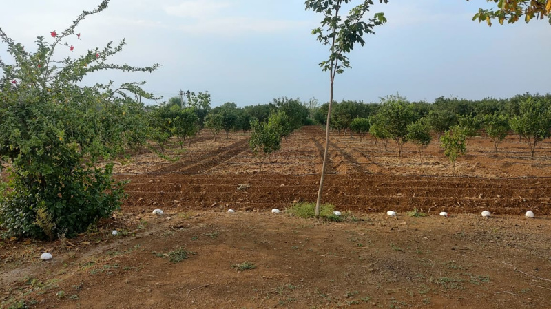  Agricultural Land 6 Acre for Sale in Katol, Nagpur