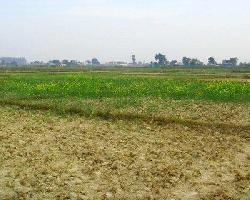  Agricultural Land for Sale in Badnagar, Ujjain