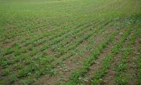  Agricultural Land for Sale in Ballabhgarh, Faridabad