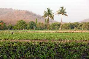  Agricultural Land for Sale in Vallabhipur, Bhavnagar
