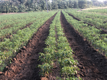  Agricultural Land for Sale in Ghatanji, Yavatmal