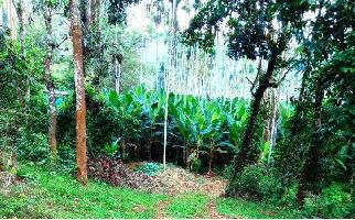  Agricultural Land for Sale in Nelliyalam, Nilgiris