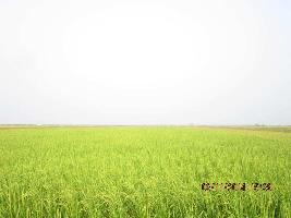 Agricultural Land for Sale in Dhamra, Bhadrak