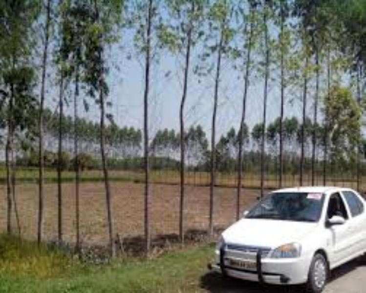 Agricultural Land 10 Bigha for Sale in Sector 144 Noida