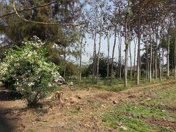 Commercial Land 18 Acre for Sale in Madha, Solapur