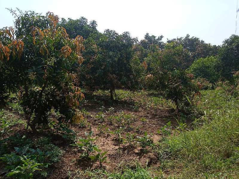 Agricultural Land 16 Bigha for Sale in Bhinder, Udaipur