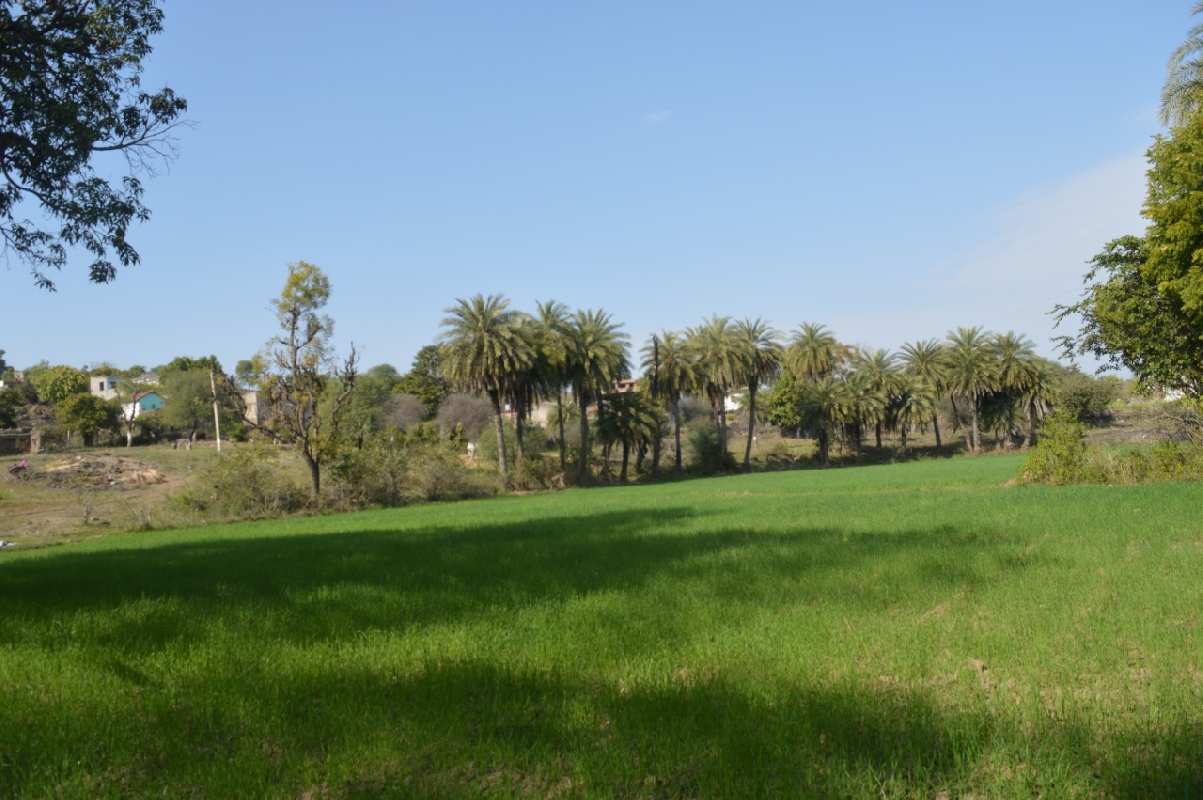 Agricultural Land 19 Bigha for Sale in Chandesara, Udaipur